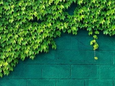 ivy on a green wall