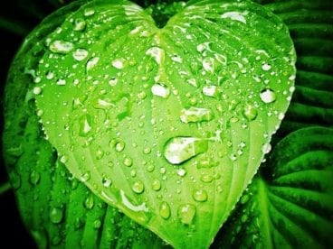 raindrops on heart-shaped leaf